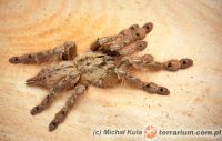   Stromatopelma calceatum  - samica 4cm DC