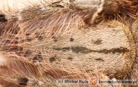 Stromatopelma calceatum  - samica 4cm DC   Stromatopelma calceatum  - samica 4cm DC