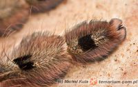 Stromatopelma calceatum  - samica 4cm DC   Stromatopelma calceatum  - samica 4cm DC