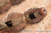   Stromatopelma calceatum  - samica 4cm DC