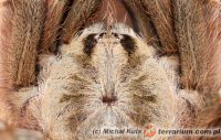 Stromatopelma calceatum  - samica 4cm DC   Stromatopelma calceatum  - samica 4cm DC