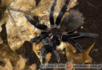 Xenesthis immanis  - samica (c)  Chris Allen    Xenesthis immanis  - samica (c)  Chris Allen