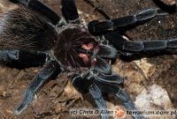 Xenesthis immanis  - samica (c)  Chris Allen    Xenesthis immanis  - samica (c)  Chris Allen