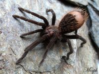 Podrośnięta samica  Podrośnięta samica