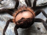 Wyczesany odwłok   Wyczesany odwłok