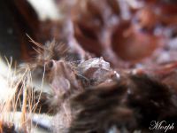 Spermateka  Spermateka